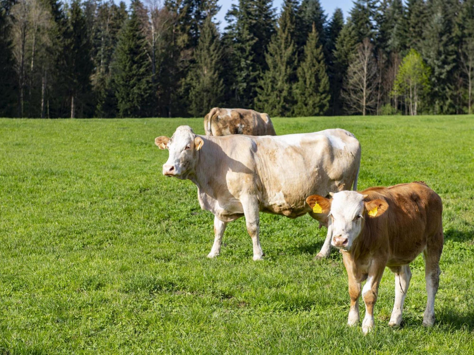 شقة Auszeit Am Bauernhof Schwoich المظهر الخارجي الصورة